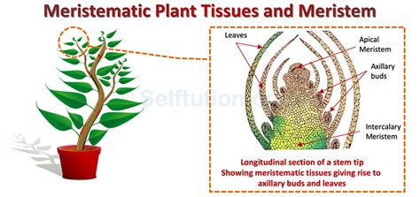 Meristematic Plant Tissues and Meristem | Types & Examples » Selftution