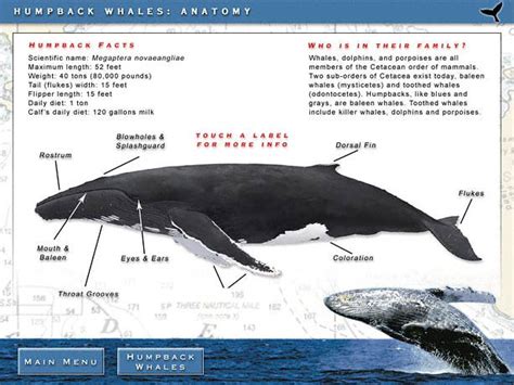 Anatomy Of A Whale - Anatomical Charts & Posters