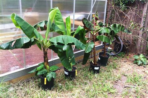 How To Grow Banana Trees In Pots… – Eco Snippets