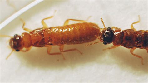 'Super' termite hybrid may wreak havoc on Florida | Fox News