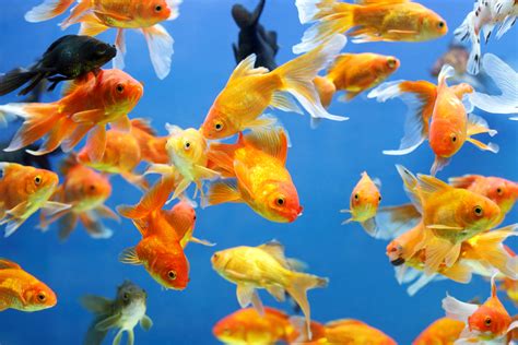 12 Different Types of Goldfish Explained