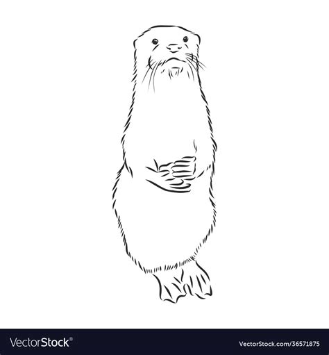 Animal river common otter sea sketch Royalty Free Vector