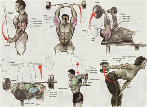 Triceps Workout | Muscle Day