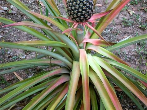 Yellow Leaves on a Pineapple Plant (6 Causes & Fixes) – Couch to Homestead