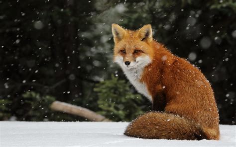 Snow Fox Serenity - HD Wallpaper