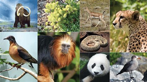 Species Diversity: Importance, Types & Conservation