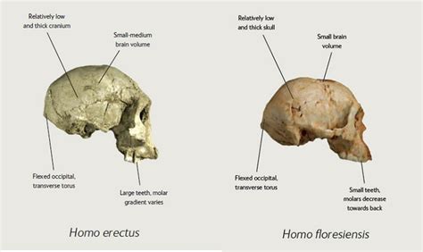 Homo floresiensis: the real-life 'hobbit'? | Natural History Museum