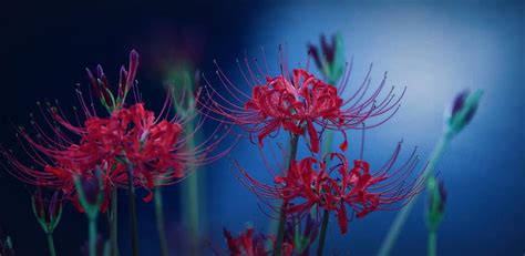 Spider Lily, lily, flowers, nature, blue, HD wallpaper | Peakpx