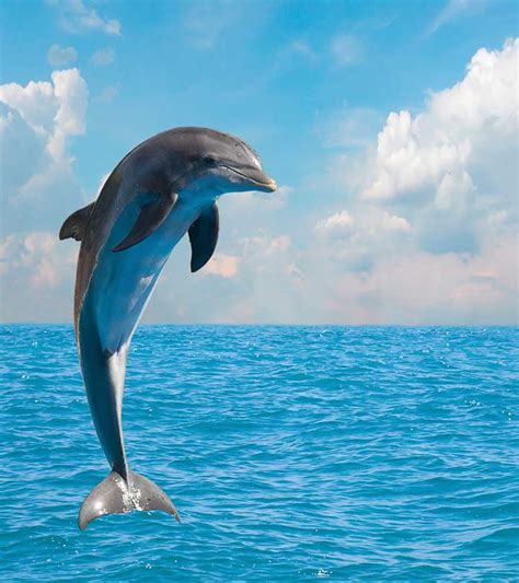 50+ Fun And Fascinating Dolphin Facts for Kids