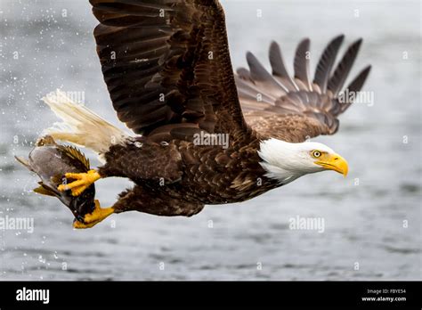 Bald eagle fish hi-res stock photography and images - Alamy