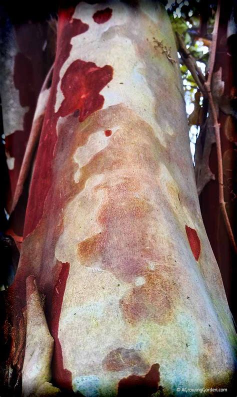 The Incredible Beauty of Crepe Myrtle Bark