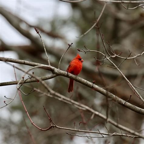 Illinois State Bird - Bird Watching Academy