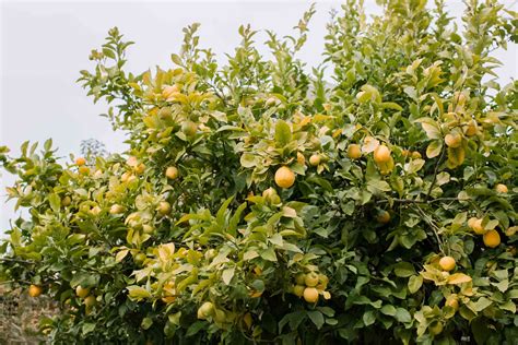 How to Grow Lemon Trees