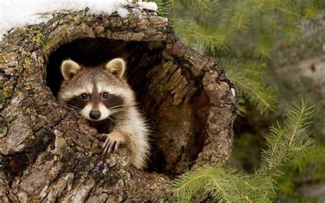 50 Interesting Raccoon Facts That Will Steal Your Heart