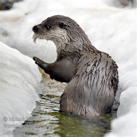 Lutra lutra European otter Loutre Europe Fischotter Nutria común vydra ...