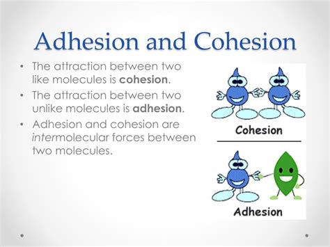 Cohesion Vs Adhesion