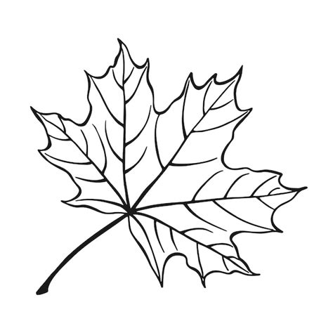 Premium Vector | Hand drawn maple leaf outline Maple leaf in line art style isolated on white ...