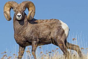 Bighorn Sheep: Majestic Mountain Dwellers