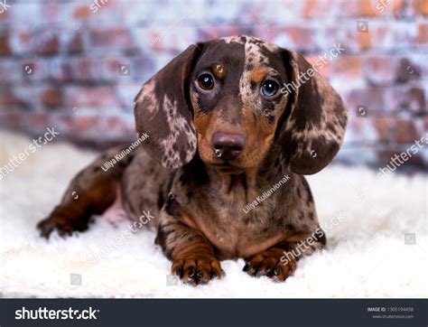 3,797 Brown Short Haired Dachshund Portrait Images, Stock Photos ...