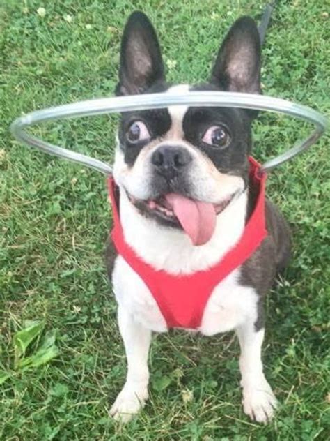 PsBattle: A blind dog in a halo vest. : r/photoshopbattles