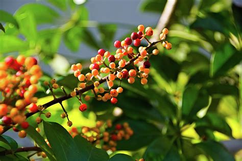 Dwarf Umbrella Tree Fruit Photograph by Heron And Fox - Pixels