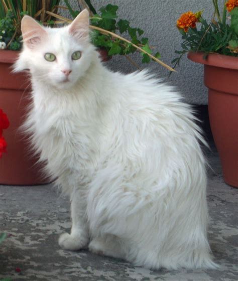 White Turkish Angora Cats Long Hair Click to see more funny cats | Turkish angora cat, Angora ...