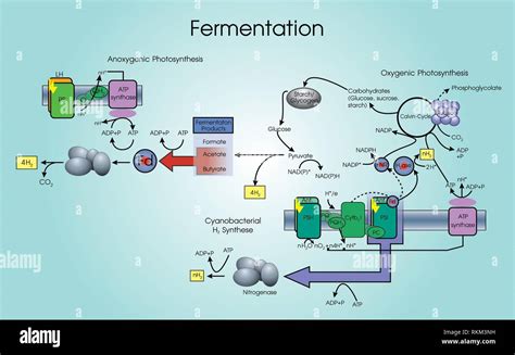 Fermentation Process Diagram