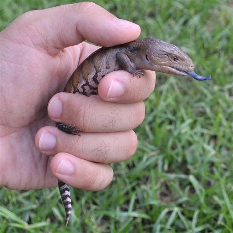 Blue-tongued Skink Facts, Habitat, Diet, Pet Care, Babies, Pictures