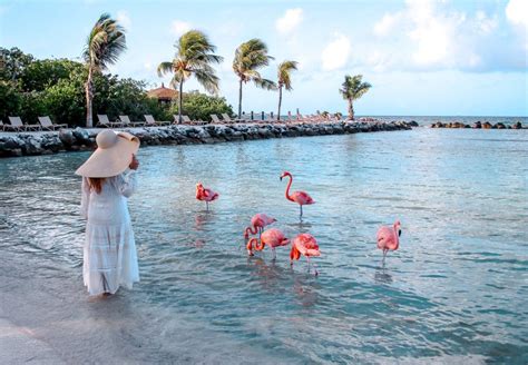 Flamingo Beach: The Ultimate Guide to Visiting Aruba's Famous Attraction