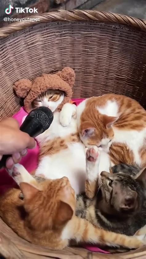 Funny & Cute Cat Compilation (tiktok) - One News Page VIDEO