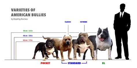 Classic American Bully Weight