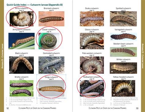 Worm Identification Chart