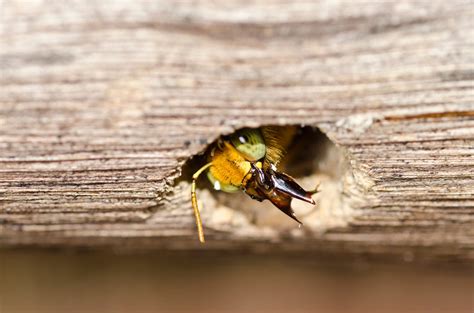 How To Repair Carpenter Bee Damage | Best Bee Brothers