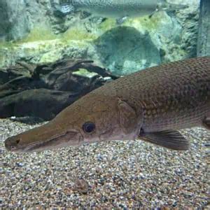 List of Gar Fish Species (Facts, Pics & ID) - Pond Informer