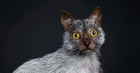 Lykoi Cat Pictures - AZ Animals