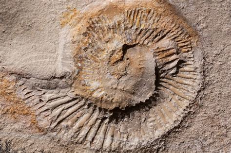 Ancient marine life fossils on pavements add beauty to central China heritage