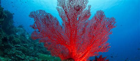 What is coral? - Institut océanographique