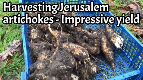 Harvesting Jerusalem artichokes - YouTube