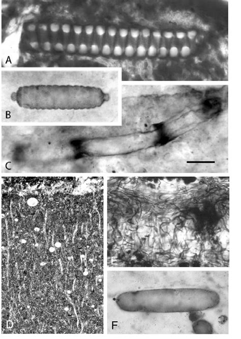 Proterozoic fossils interpreted as Group III and IV cyanobacteria. A ...