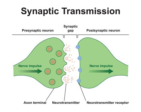 Synaptic Cleft Diagram