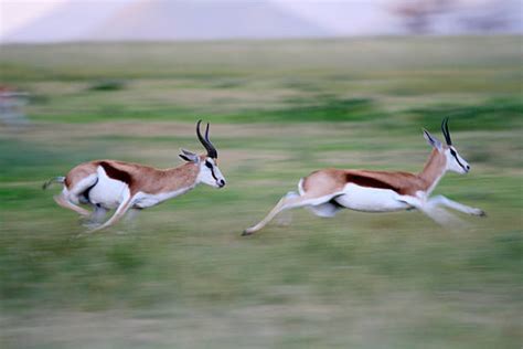 1,200+ Gazelle Running Stock Photos, Pictures & Royalty-Free Images - iStock