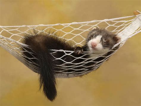 What Kind of Habitat Should You Have For Your Ferret | HealthyPets Blog