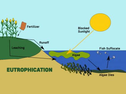 How Does Eutrophication Work? Causes, Process and Examples - Earth How