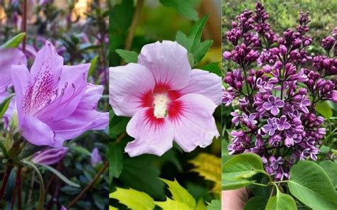 14 Gorgeous Purple Flowering Shrubs & Bushes For Your Garden