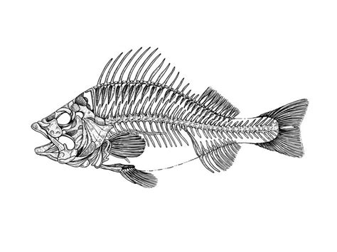 Drawing Of Fish Skeleton - Draw easy