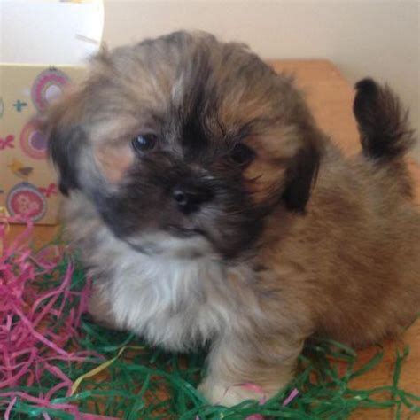 Adorable shih tzu/pekingese mix puppies for sale for Sale in Rochester ...