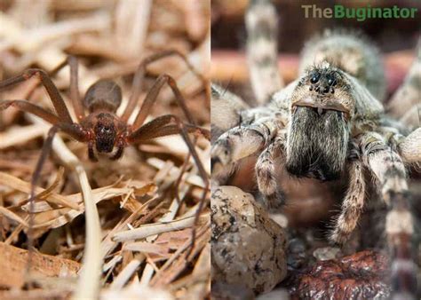 Brown Recluse vs Wolf Spider: 12 Key Differences Compared 🪰 The Buginator