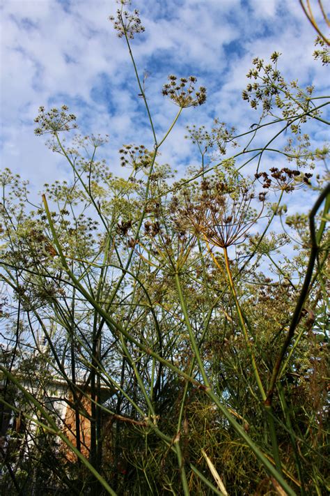 Fennel plants