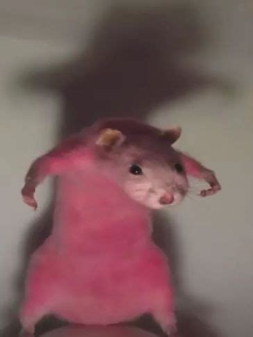 pink rat - Create meme / Meme Generator - Meme-arsenal.com