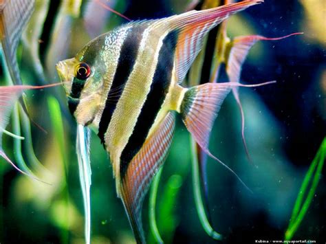 Angelfish types 2016 | Aquarium Fish Forum | 247594